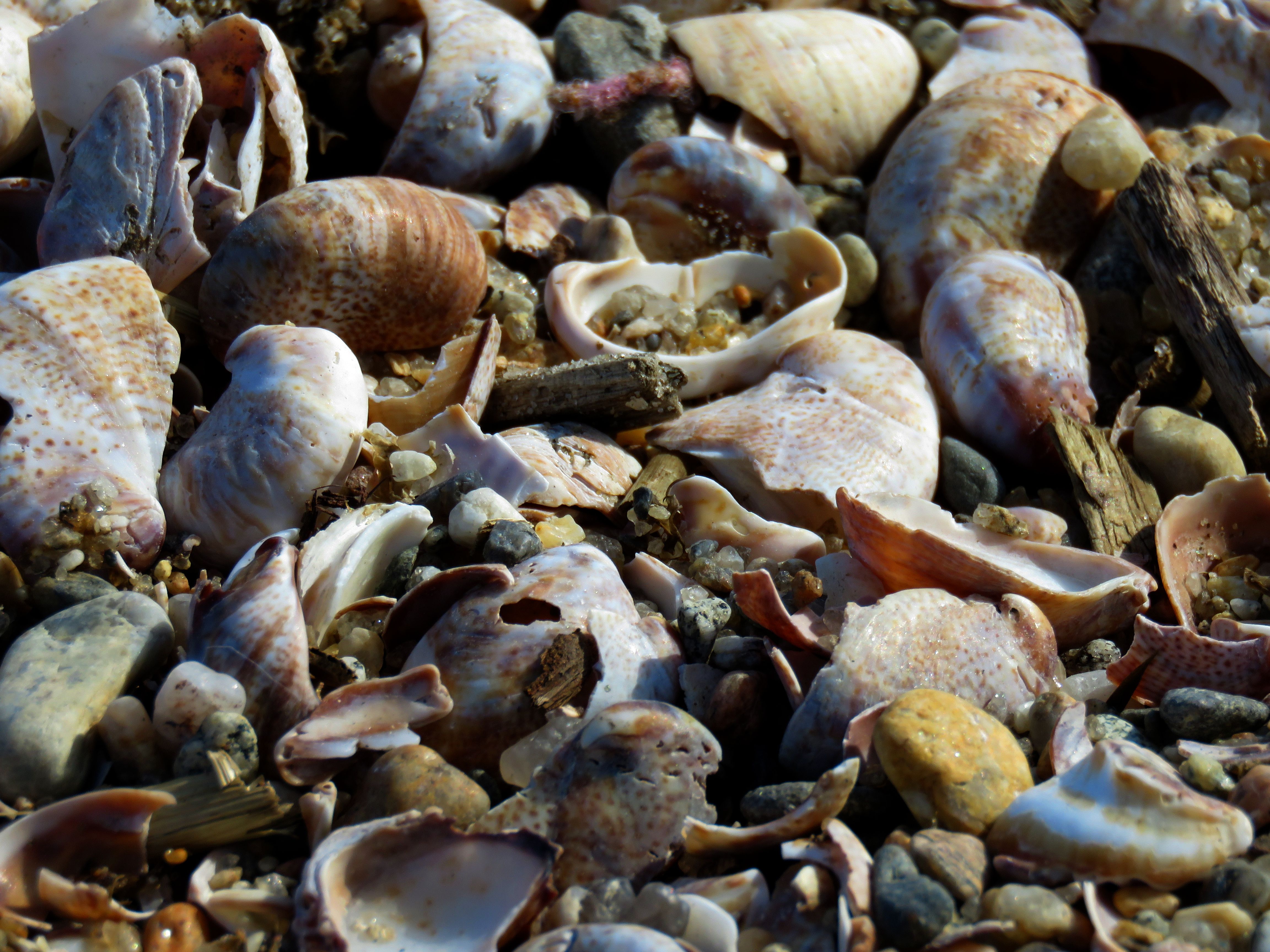 shells-2.jpg