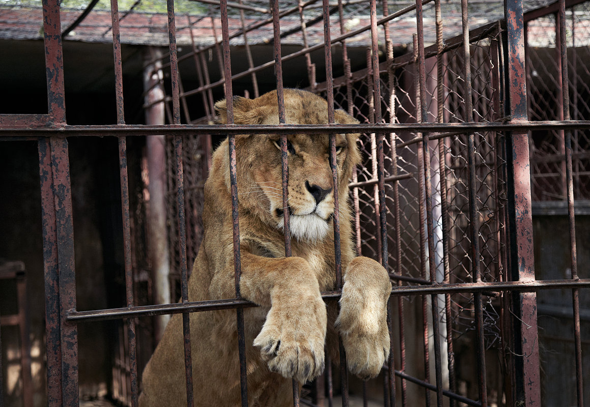 lioncaptivity72115.jpg