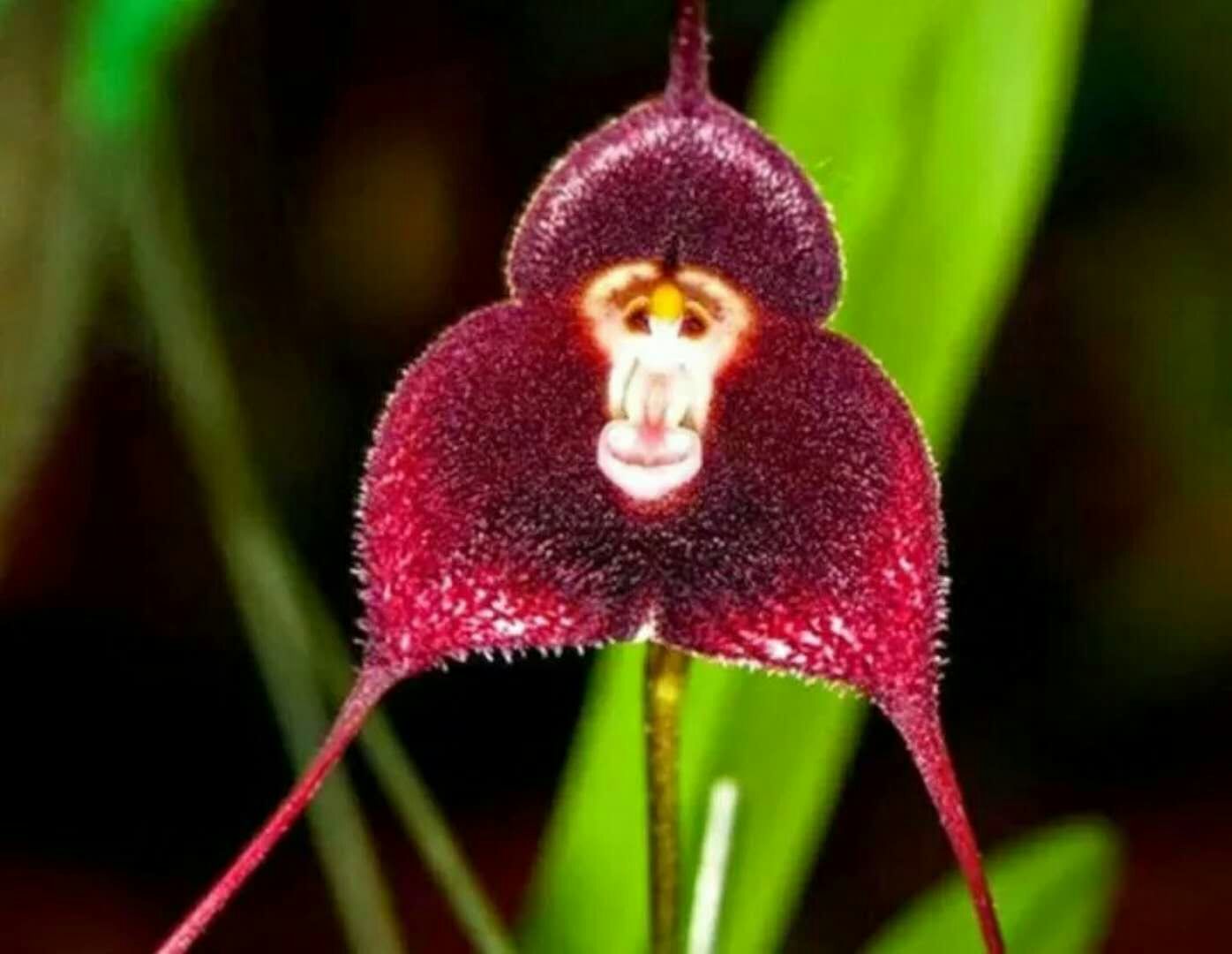 Magic flower  like monkey's face
