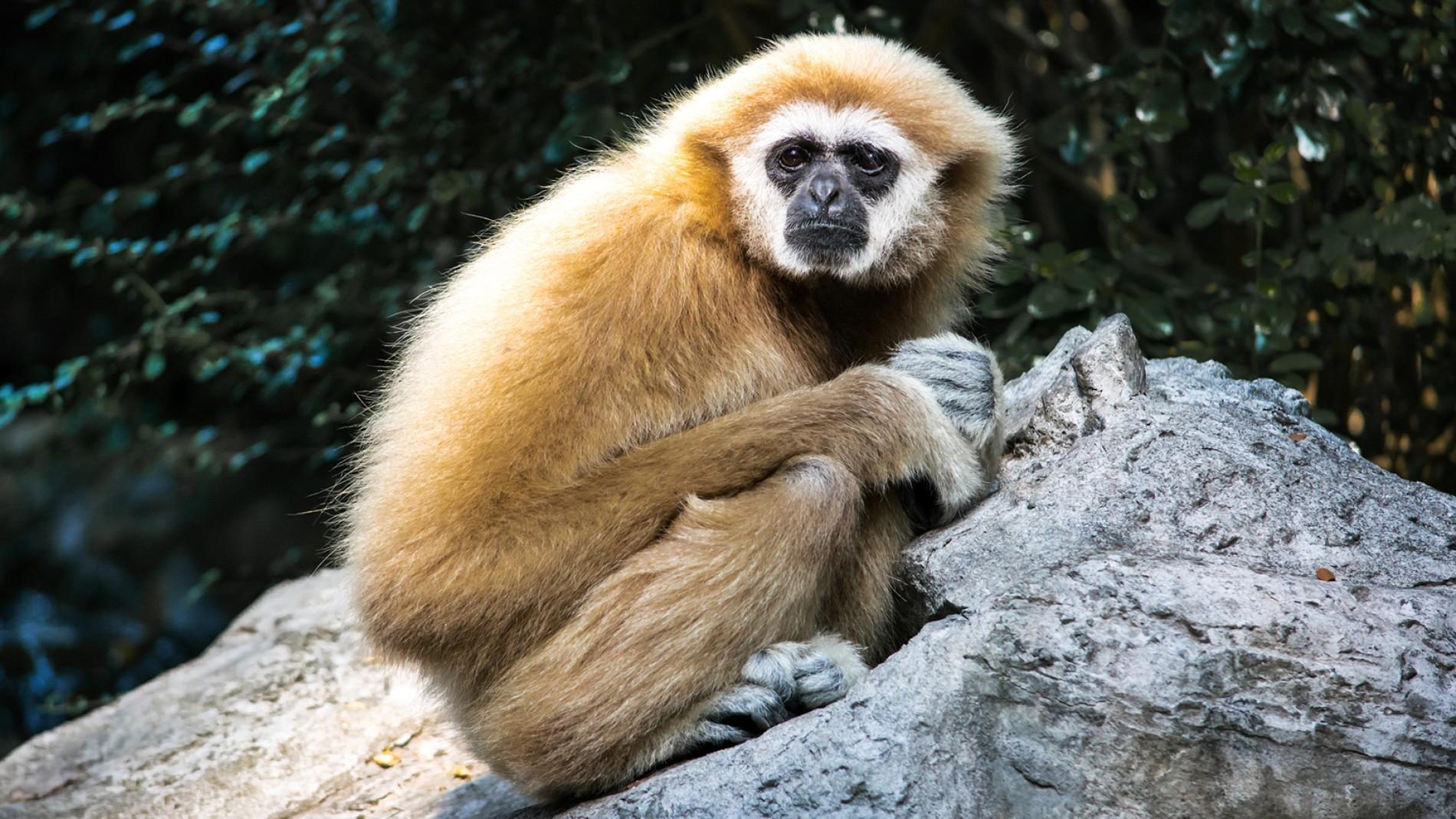 gibbon-golden-36354580.ngsversion.1415994937590.adapt.1900.1.jpg