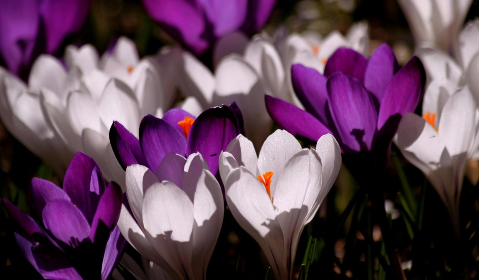 crocus-267866_960_720.jpg