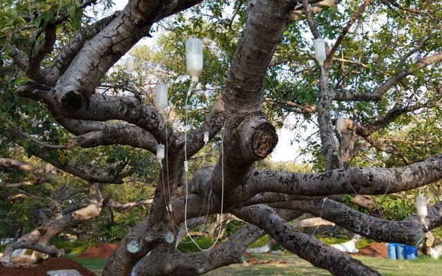 Telangana-banyan-tree.jpg