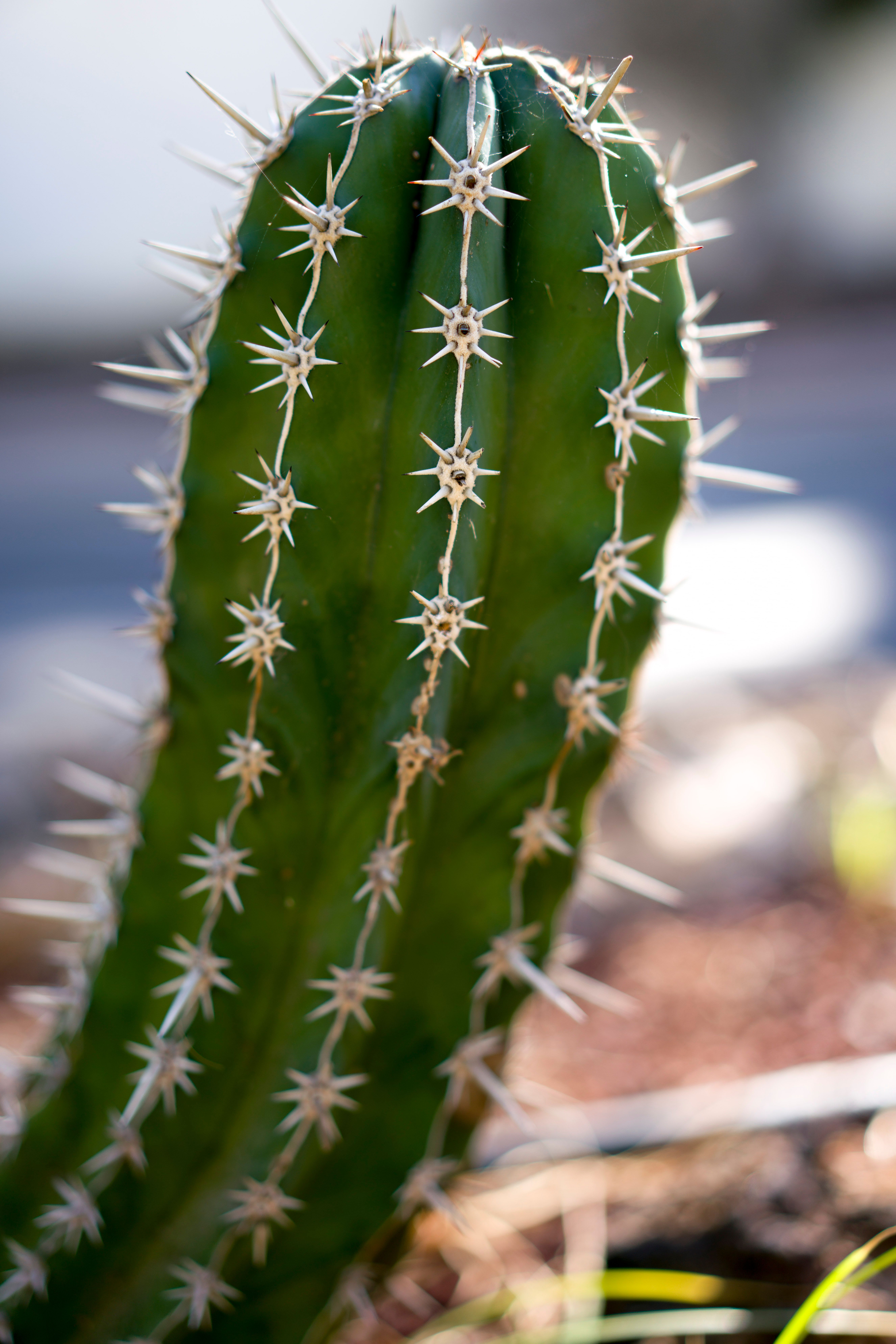 Tenerife day 1 (109).jpg