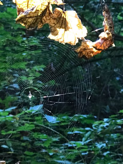 spide.jpg