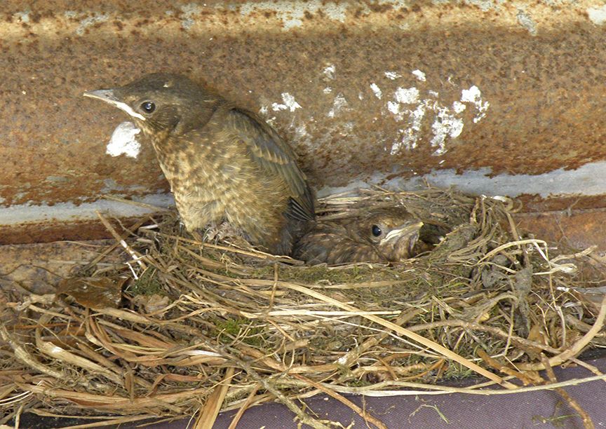 blackbird fledglings small (2015_09_28 11_13_35 UTC).jpg