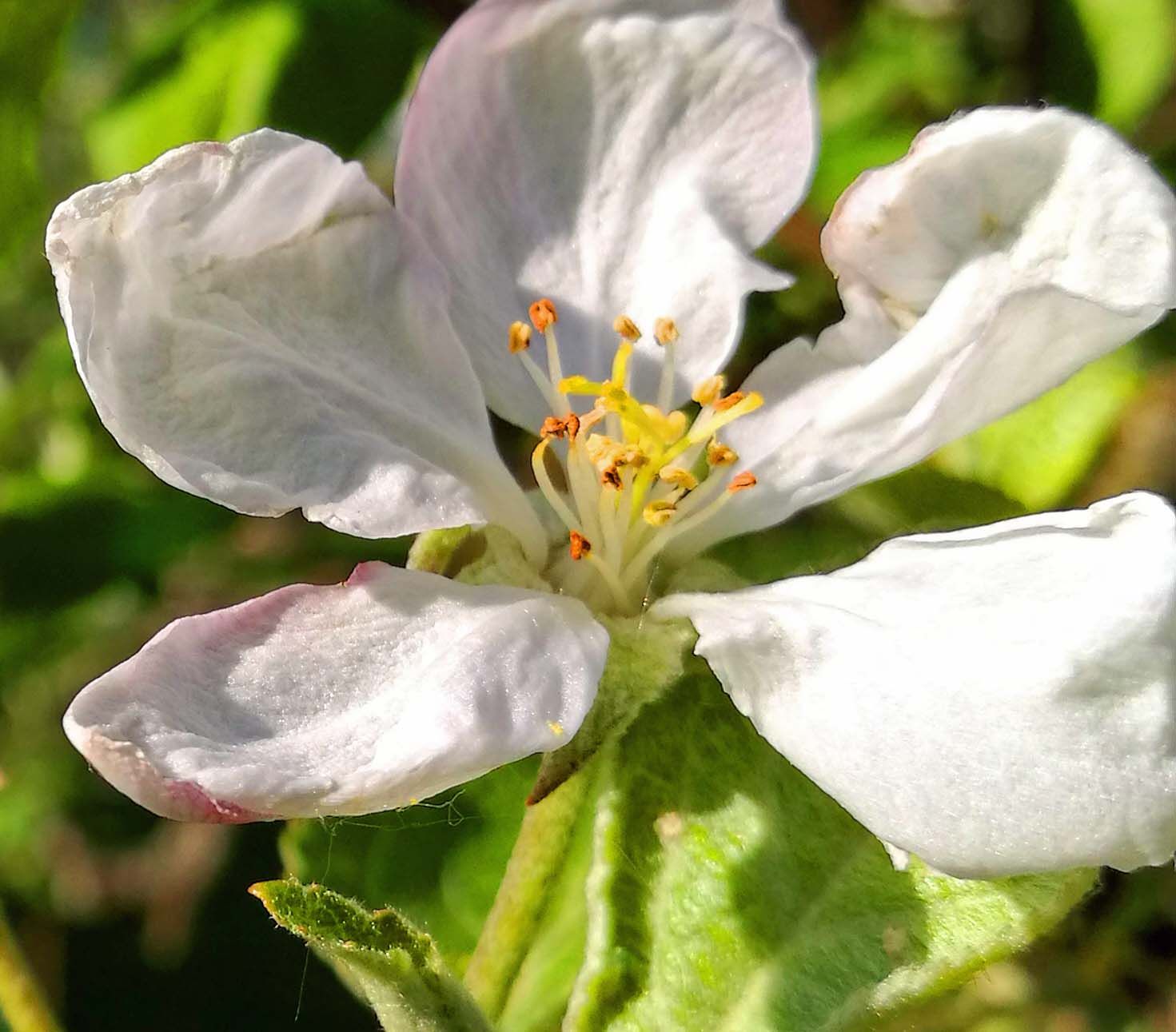 Beautiful Apple tree Blossoms  Photography in Steemit Blog