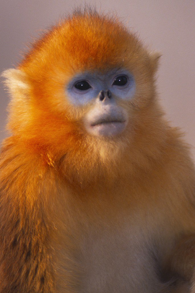 SnubNosedMonkey_Shutterstock-685x1027.jpg