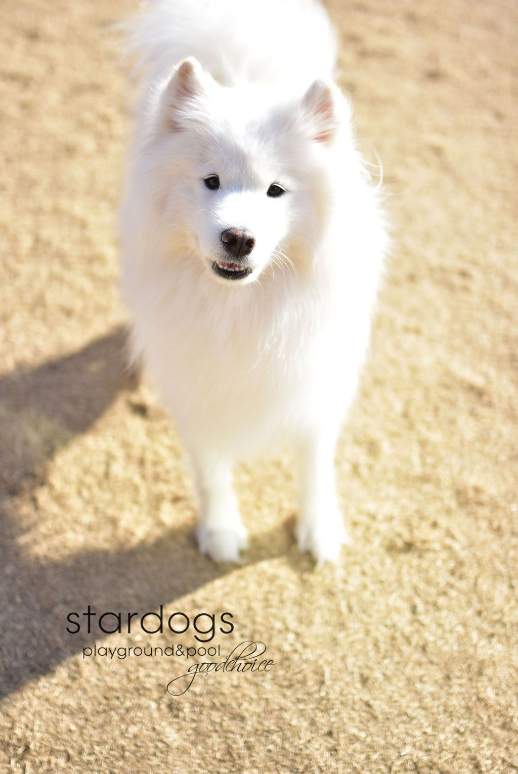 Binu (Samoyed, our smiley home dog)