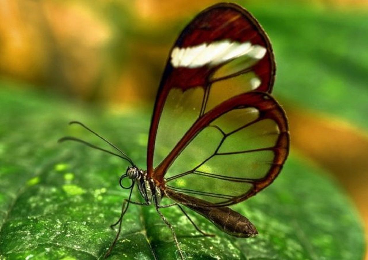 Butterfly-Espejitos-620x439.jpg