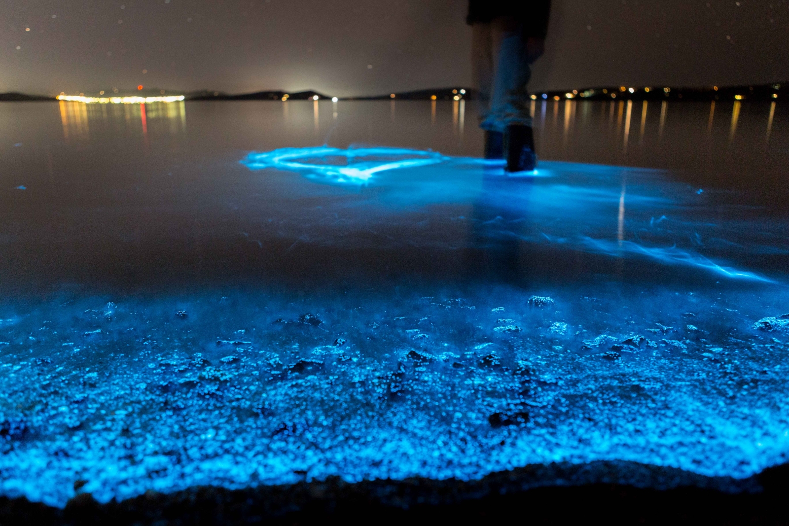 bioluminescent-plankton.jpg