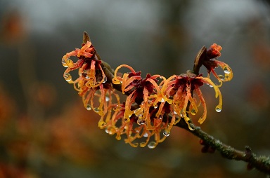 witch-hazel.jpg