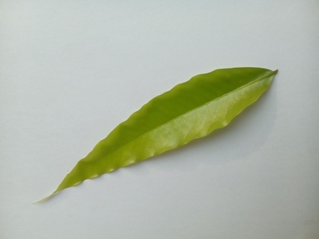 A Leaf 2.jpg