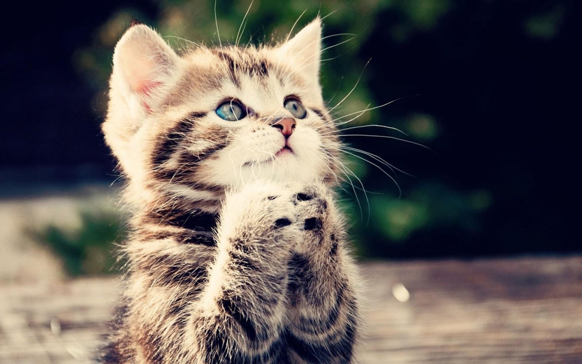 praykitten.jpg