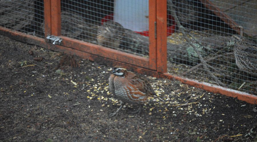 jan22quail.jpg