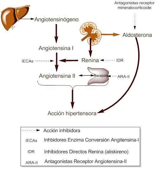 ARA-II mecanismo acción.jpg