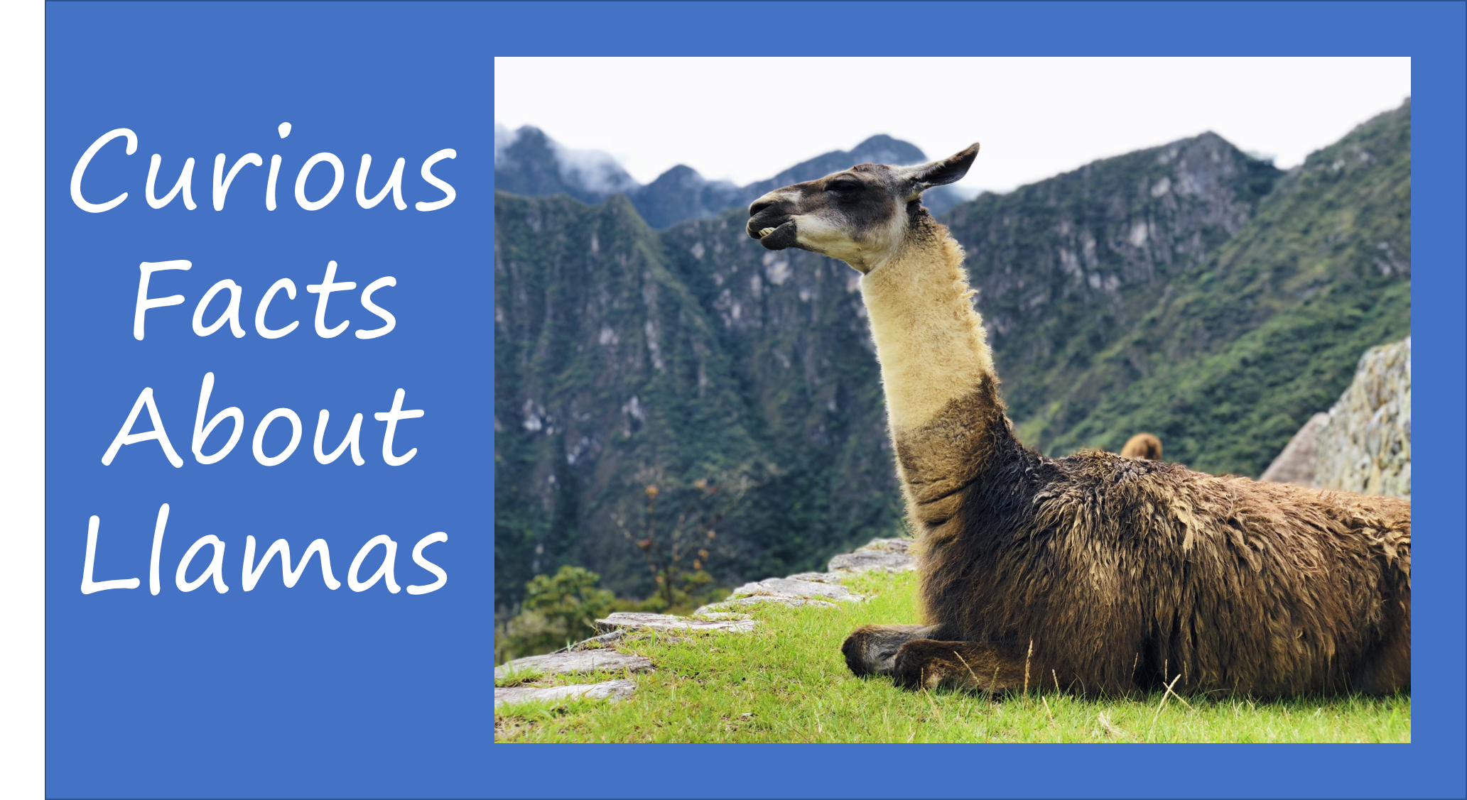 curious-facts-about-llamas.PNG