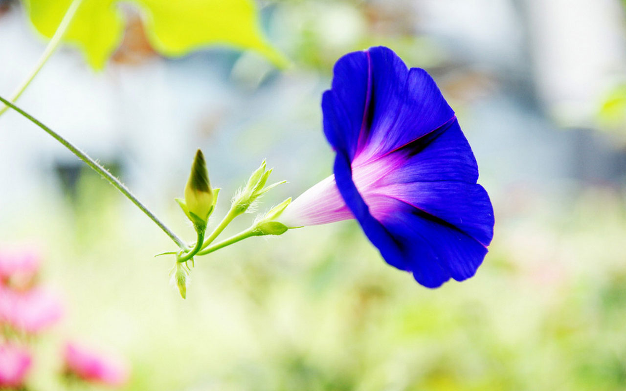 One-Morning-Glory-Flower-Picture.jpg