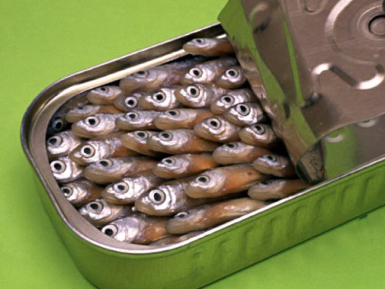 Sardines.jpg