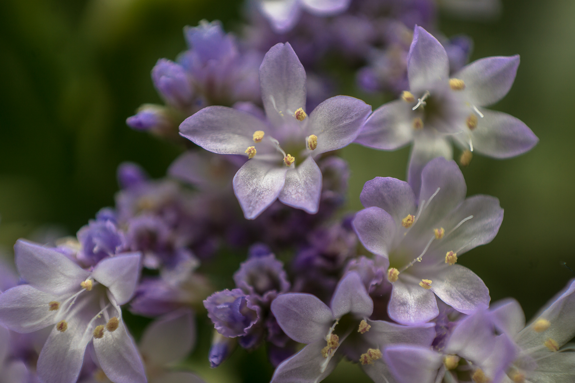 04-03-2018-flowers-04706.jpg