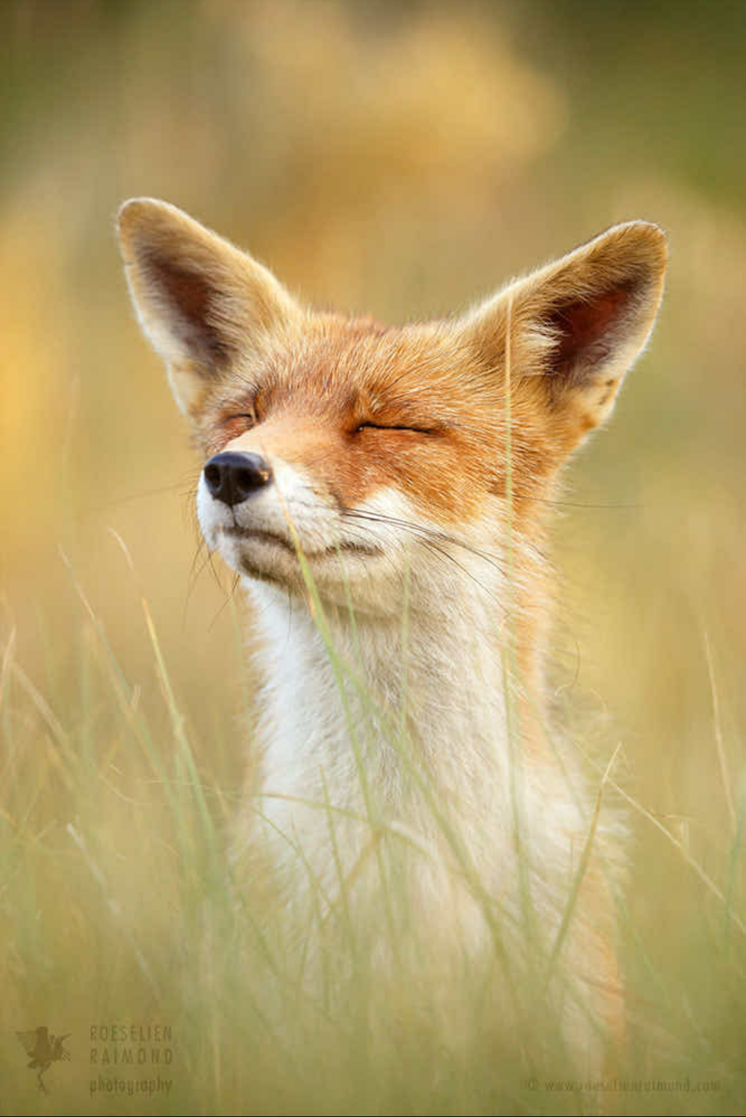 fox.png