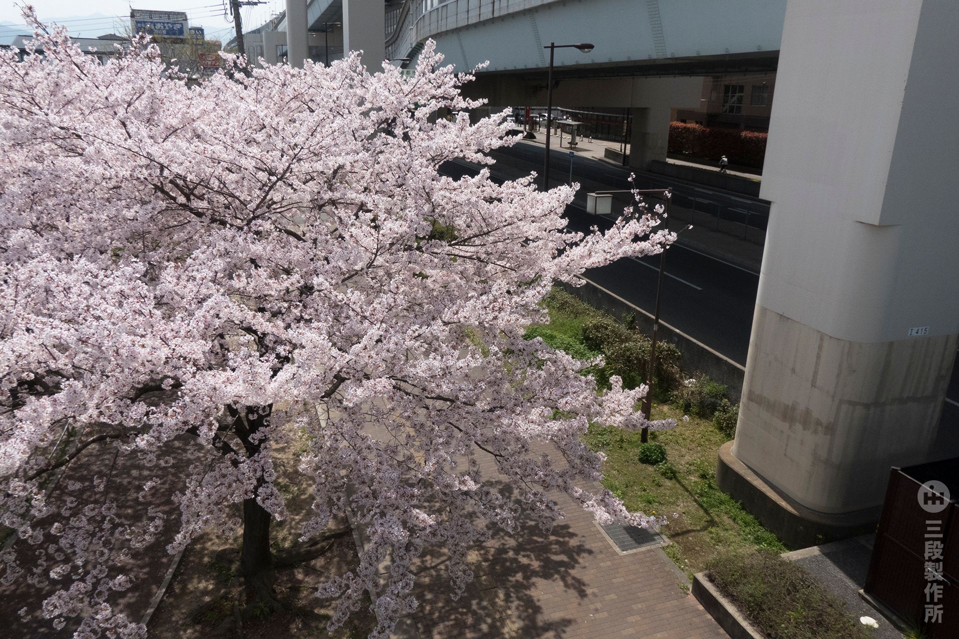 sakura18_08.jpg