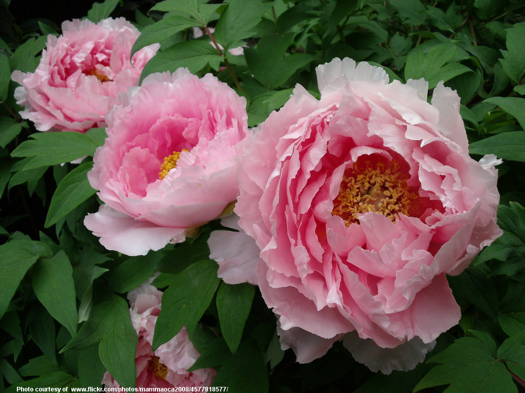 PinkPeonies-001-041118.jpg