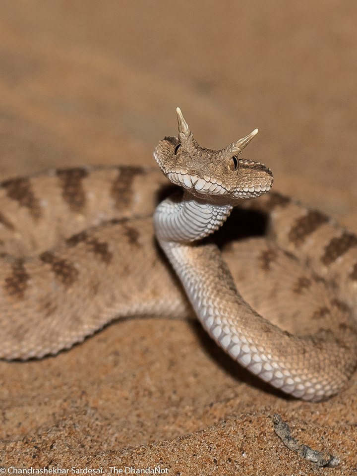 Arabian Horned Viper.jpg