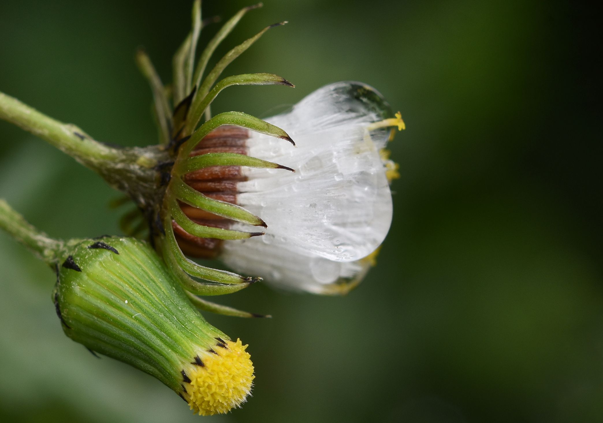 waterdrops macro flower buds.jpg