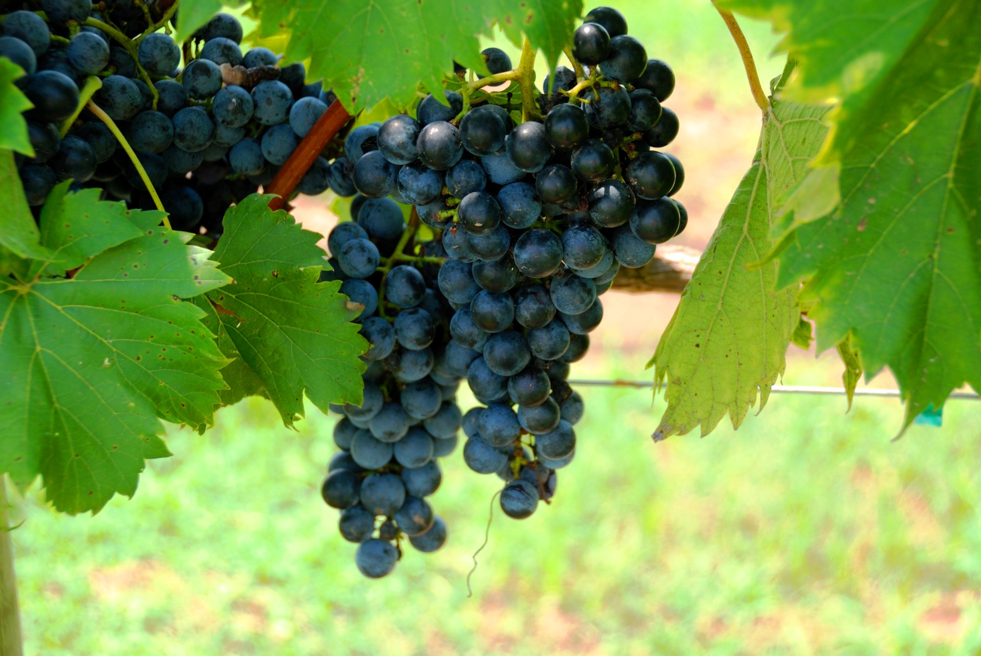 vineyard-grapes-1418061709KAT.jpg