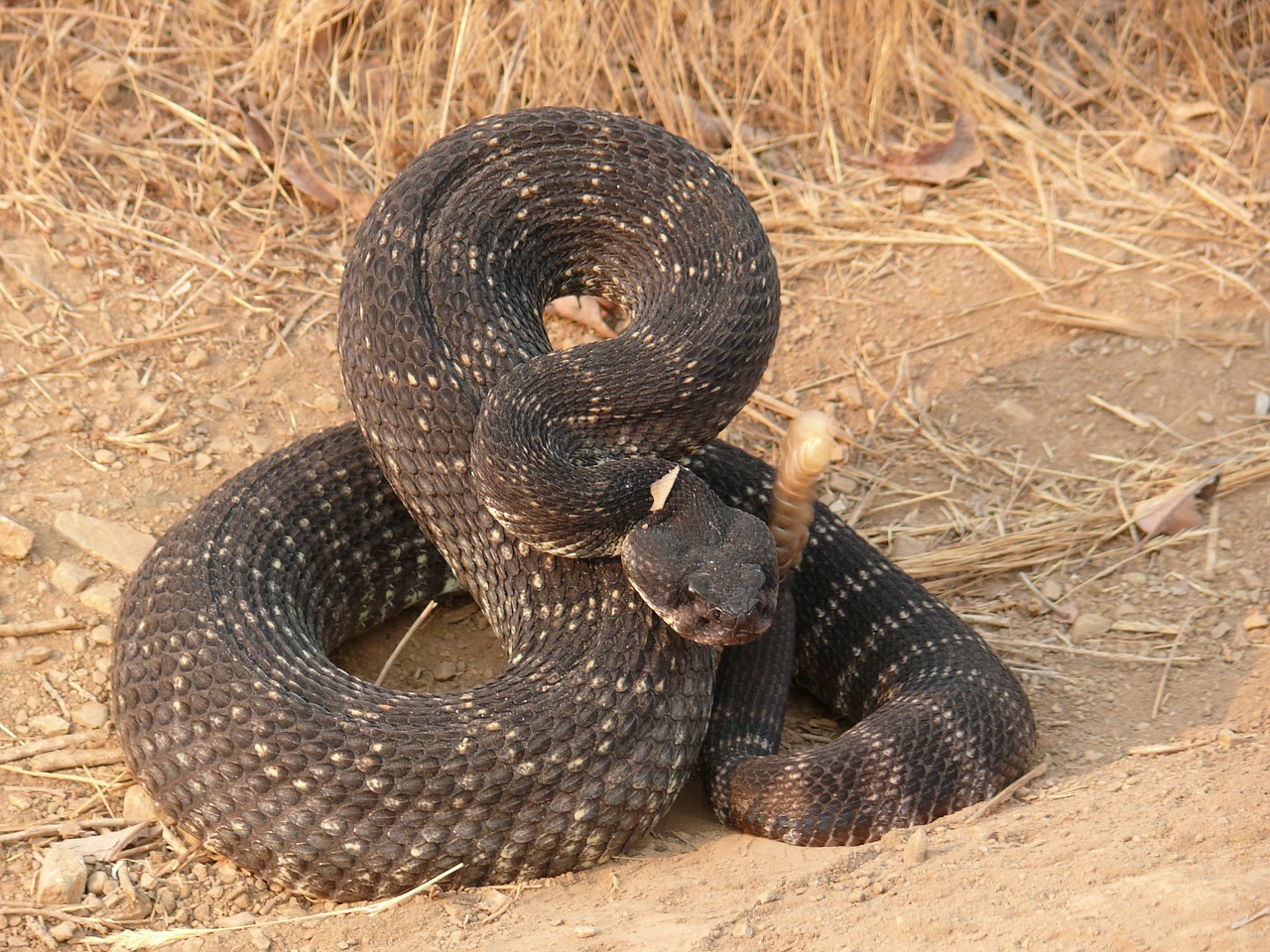 rattlesnake-1142878_1280.jpg