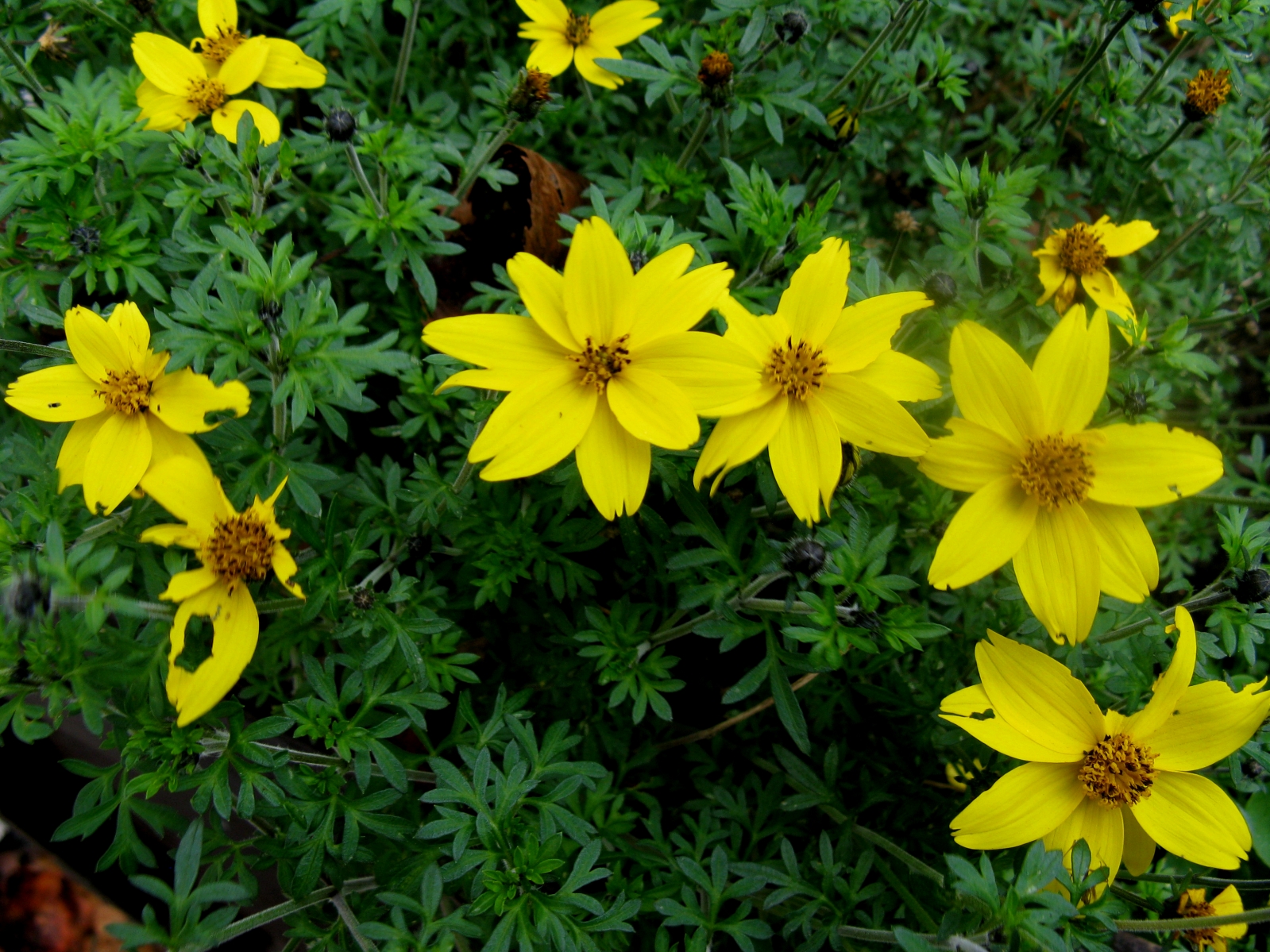 Gelb 2 Frühling.JPG