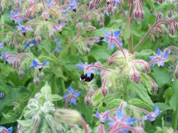 Bee on borage2 crop Aug. 2017.jpg