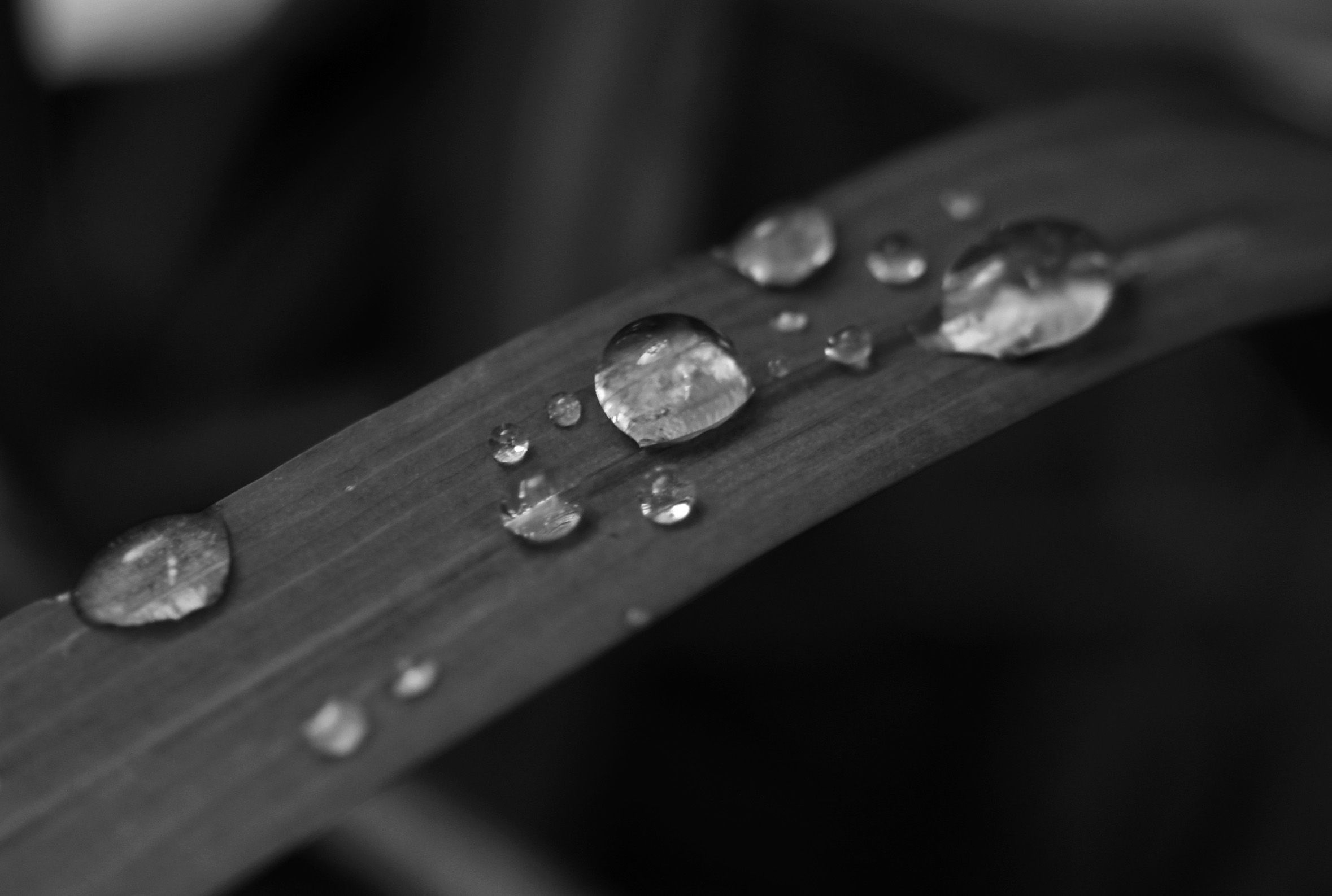 waterdrop bw macro.jpg