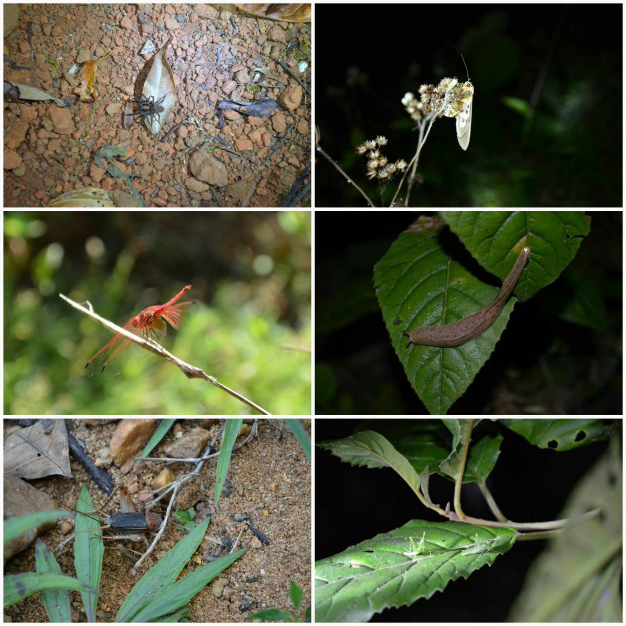 Agumbe Rainforest5.jpg