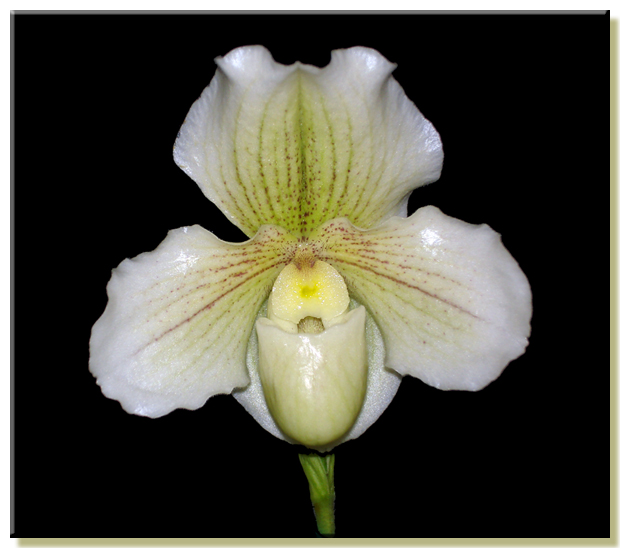 paph_white_legacy.jpg