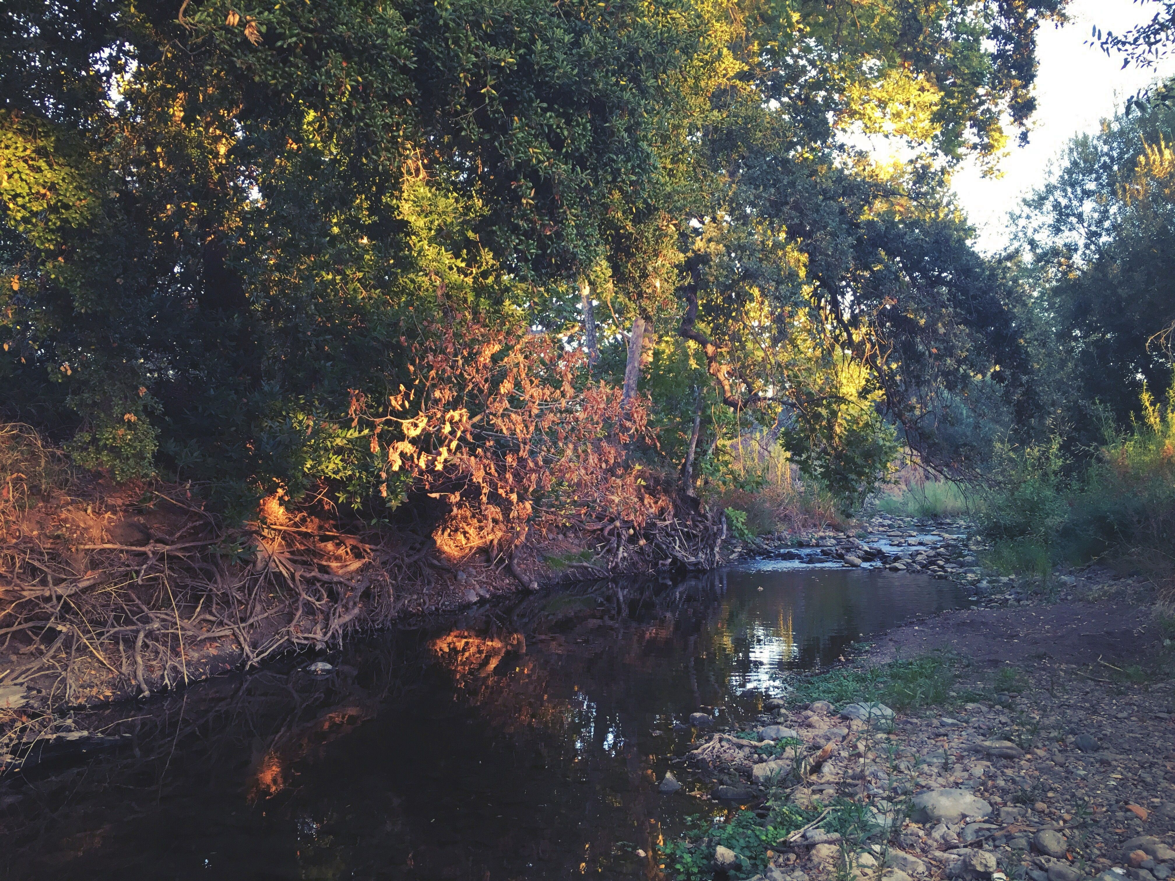 Nature Creek Trail - October California 006.JPG