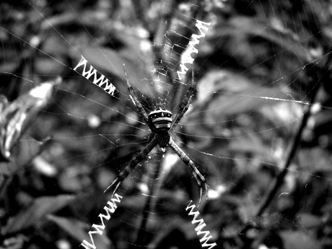 Argiope_anasuja - australian spider species hunted by Assassin Bug - black-n-white.JPG