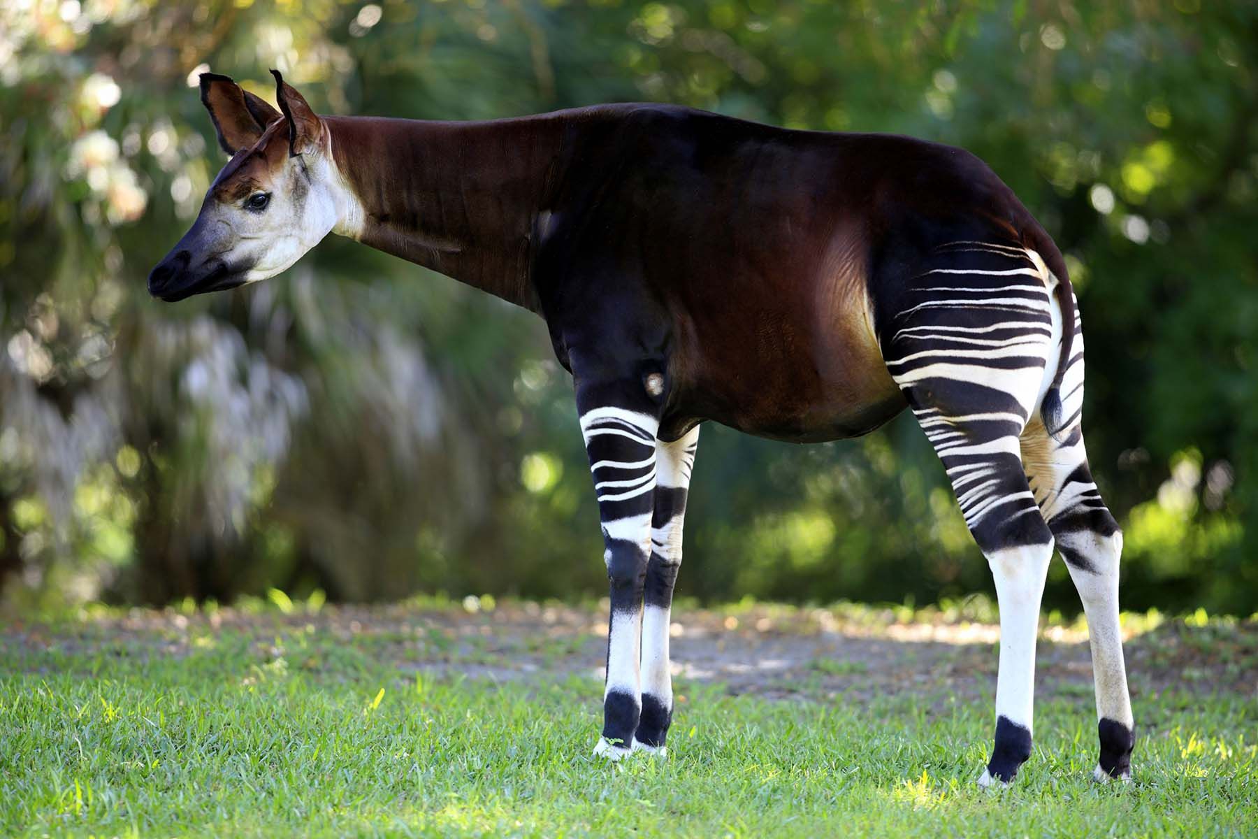 Okapi_full.jpg