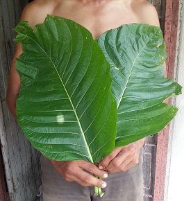elephant-kratom-white-vein-thai-large-leaf.jpg