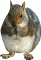 Squirrel 60H JPG.gif