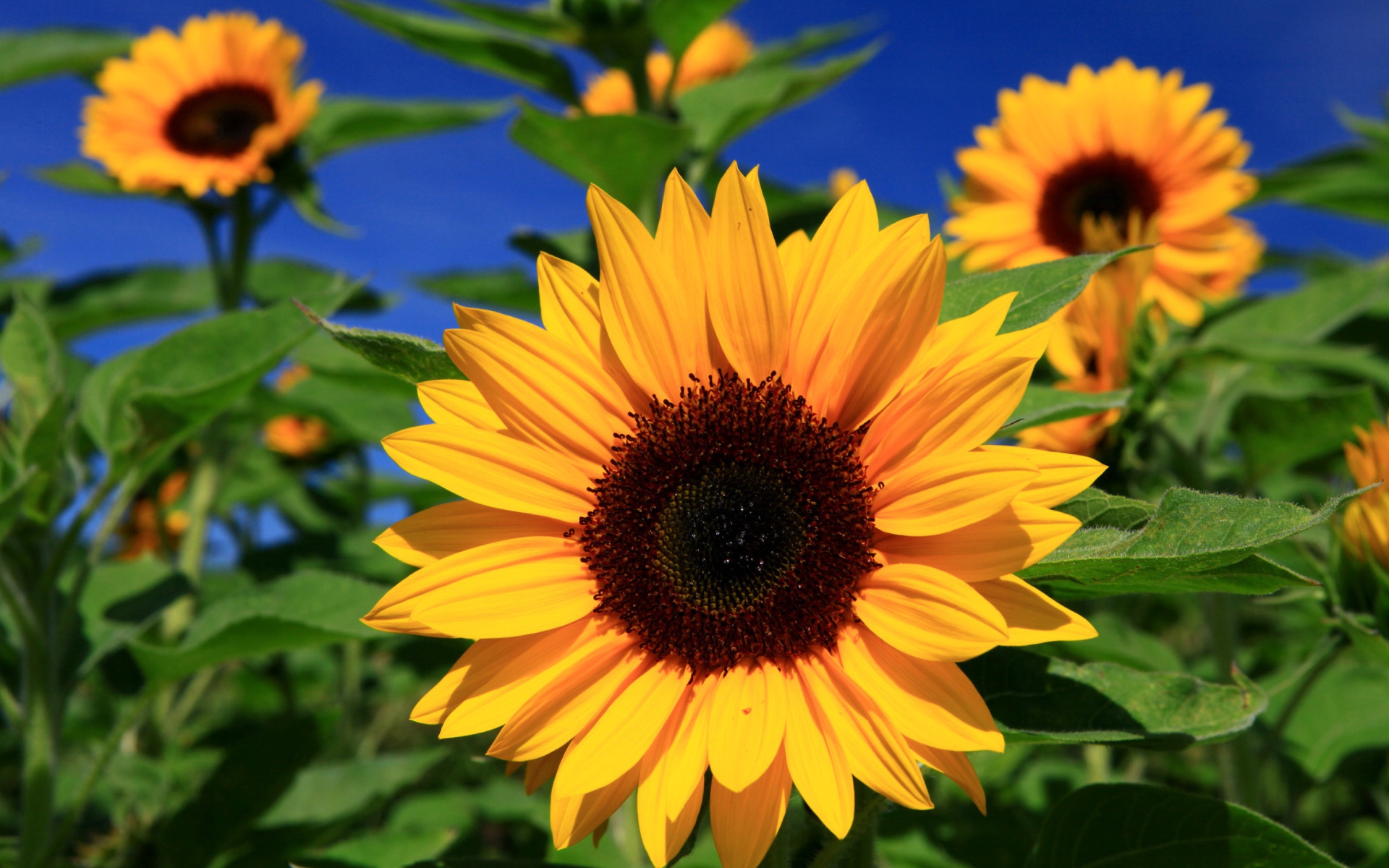 Sunflower-HD-Desktop.jpg