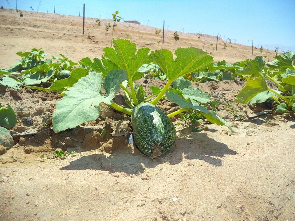 zuchinni growing at the project in Peru creating water.jpg