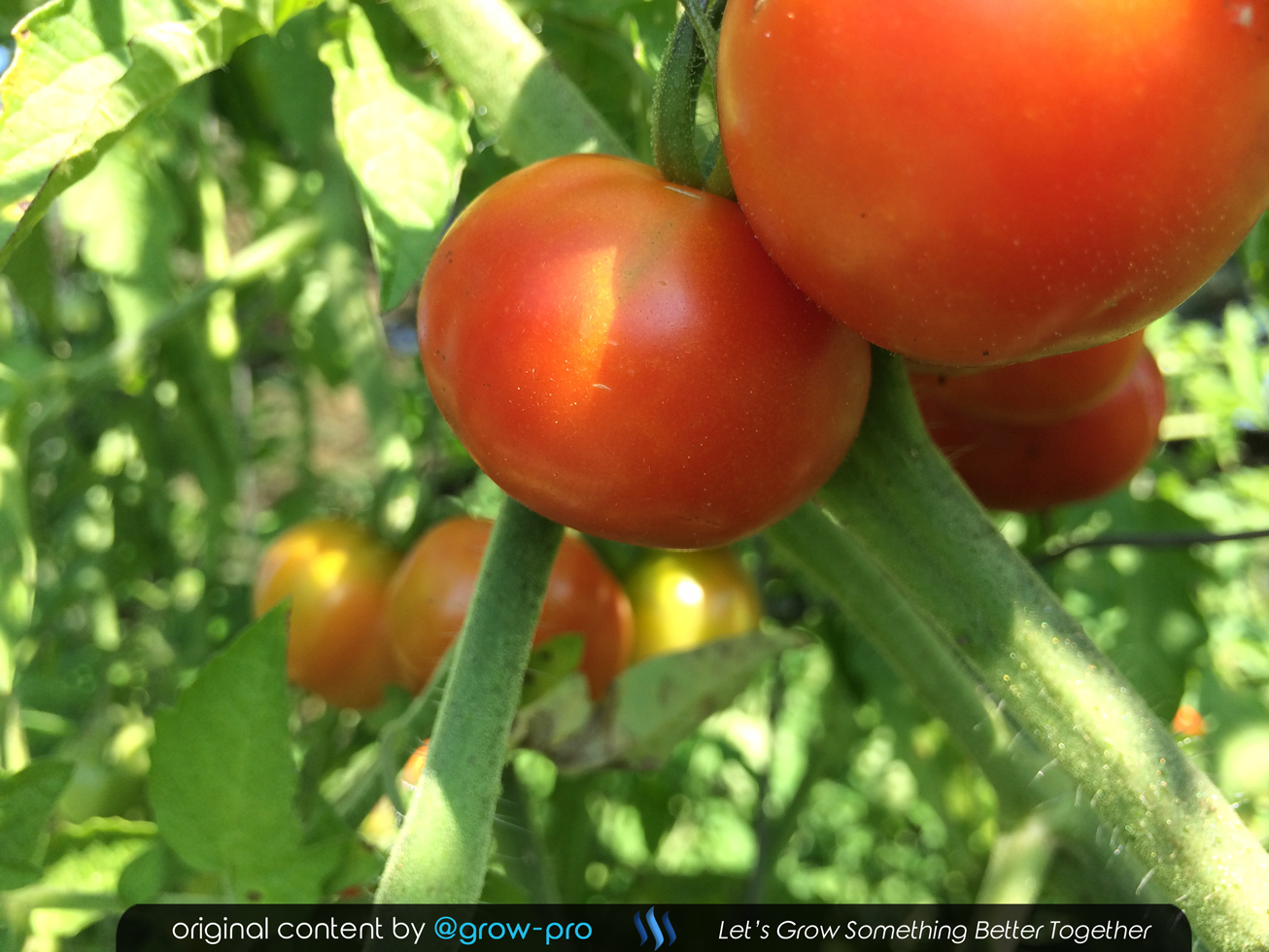 Growing Tomatoes in October • Zone 7 • Odd Weather For This Time of