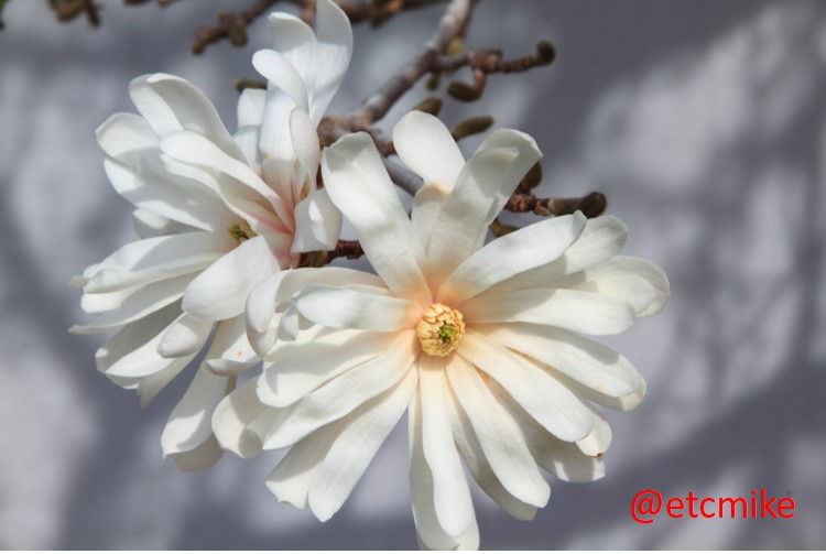 royal-star-magnolia-bloom-A24-stMag-01.JPG