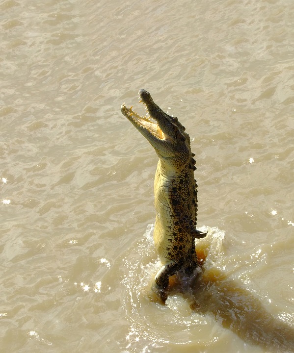 crocodile-1214746_960_720.jpg