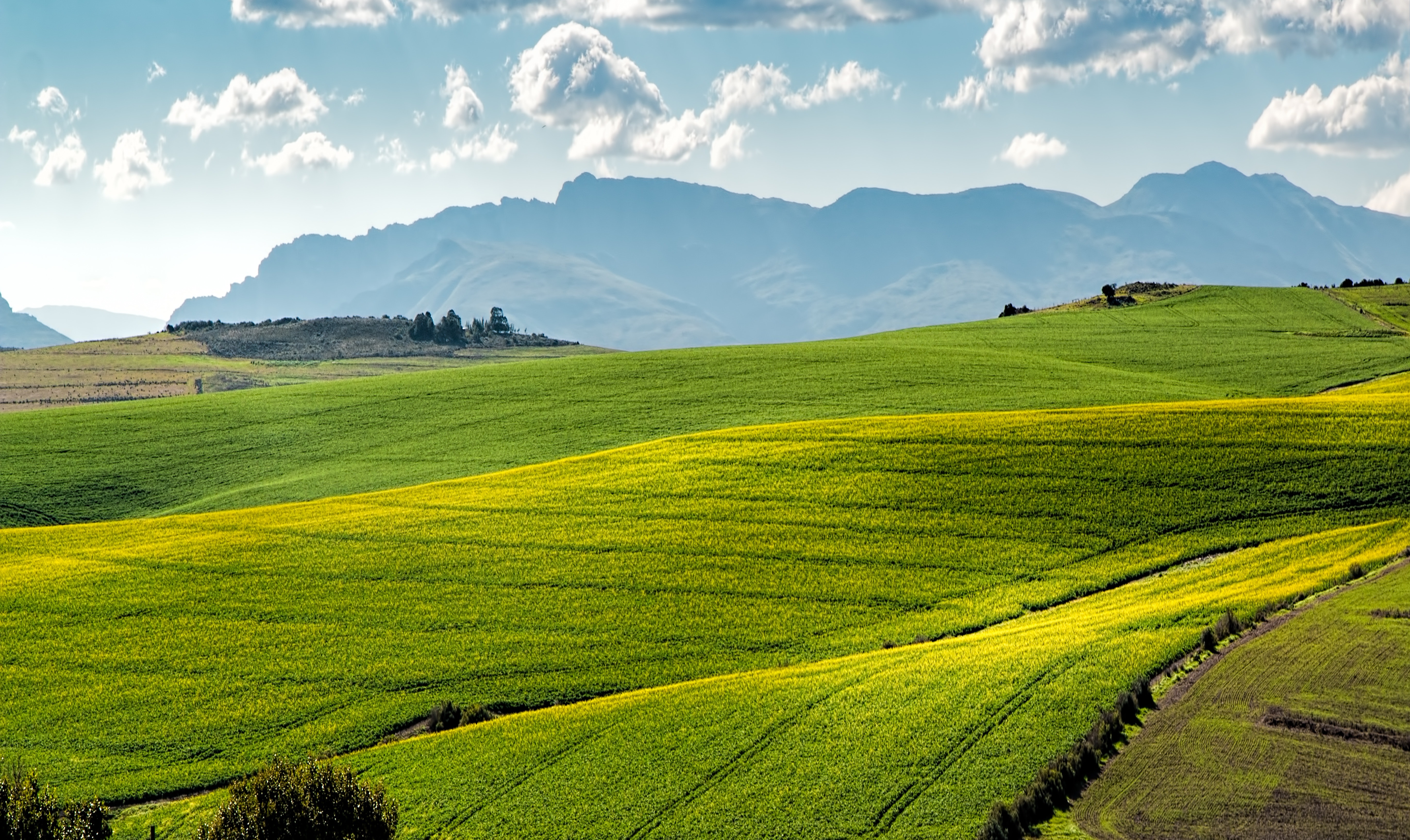 agriculture-countryside-crop-259280.jpg