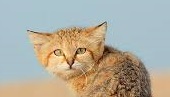 sand cat.jpg