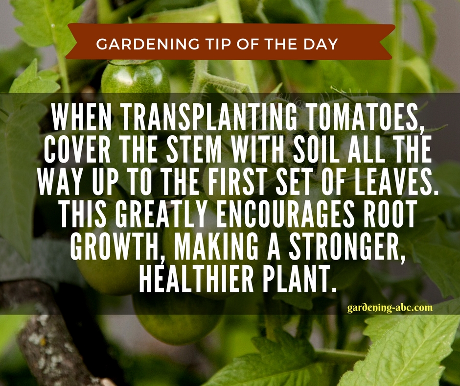 gardening tips 2.jpg