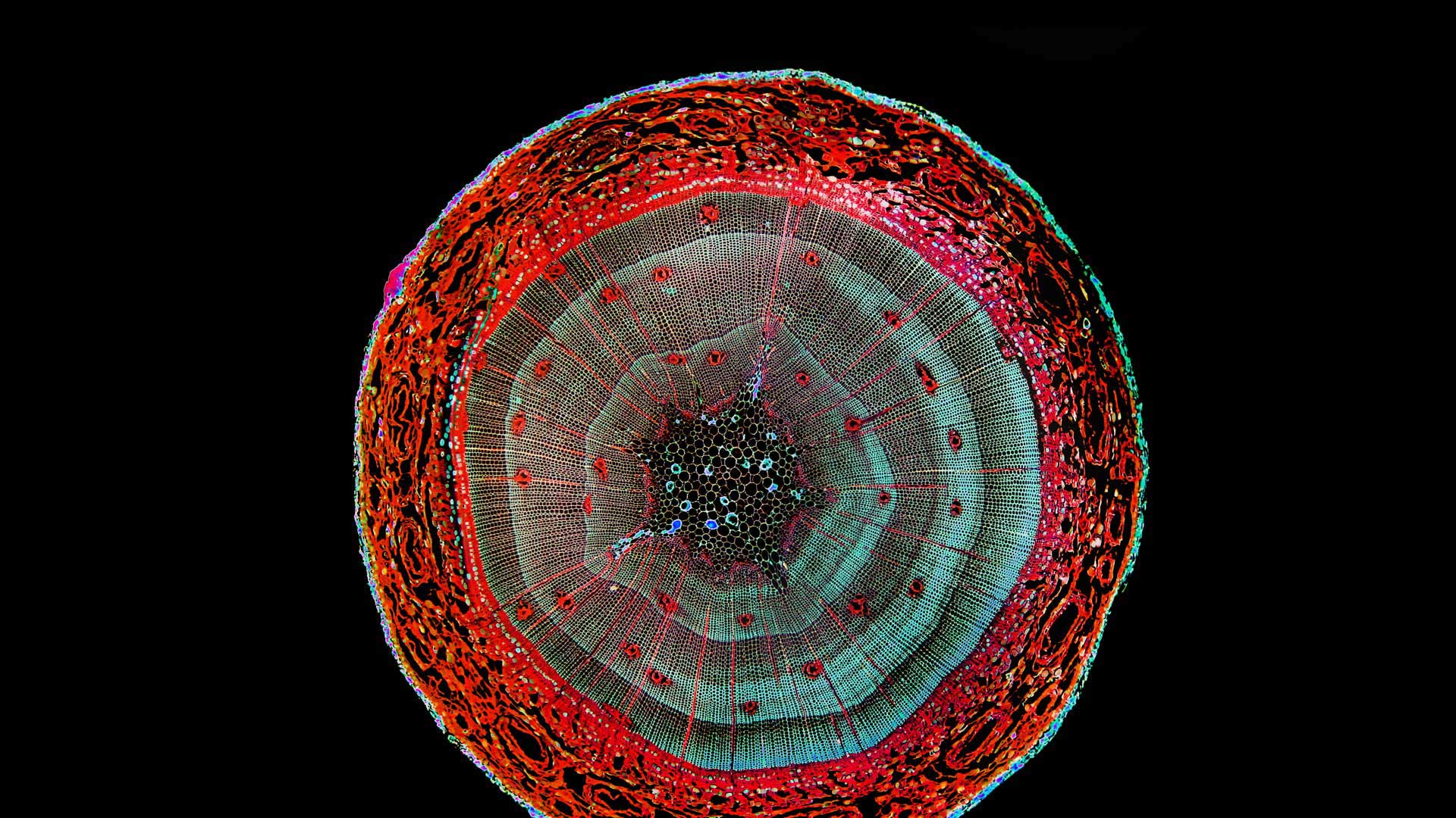 20170313 Enhanced image of a cross-section of a pine stem 1920x1080.jpg