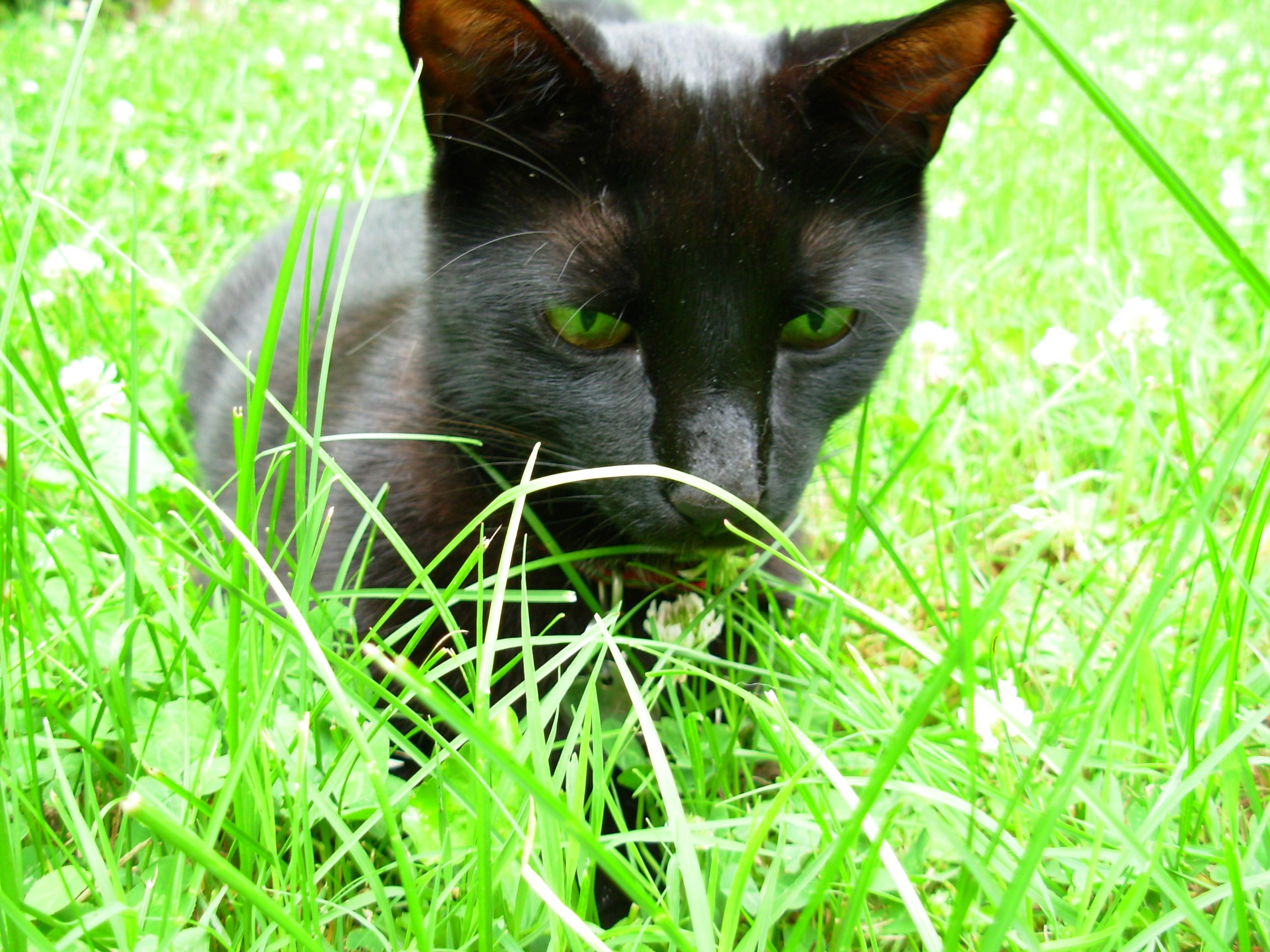 Premo staring into the grass.jpg